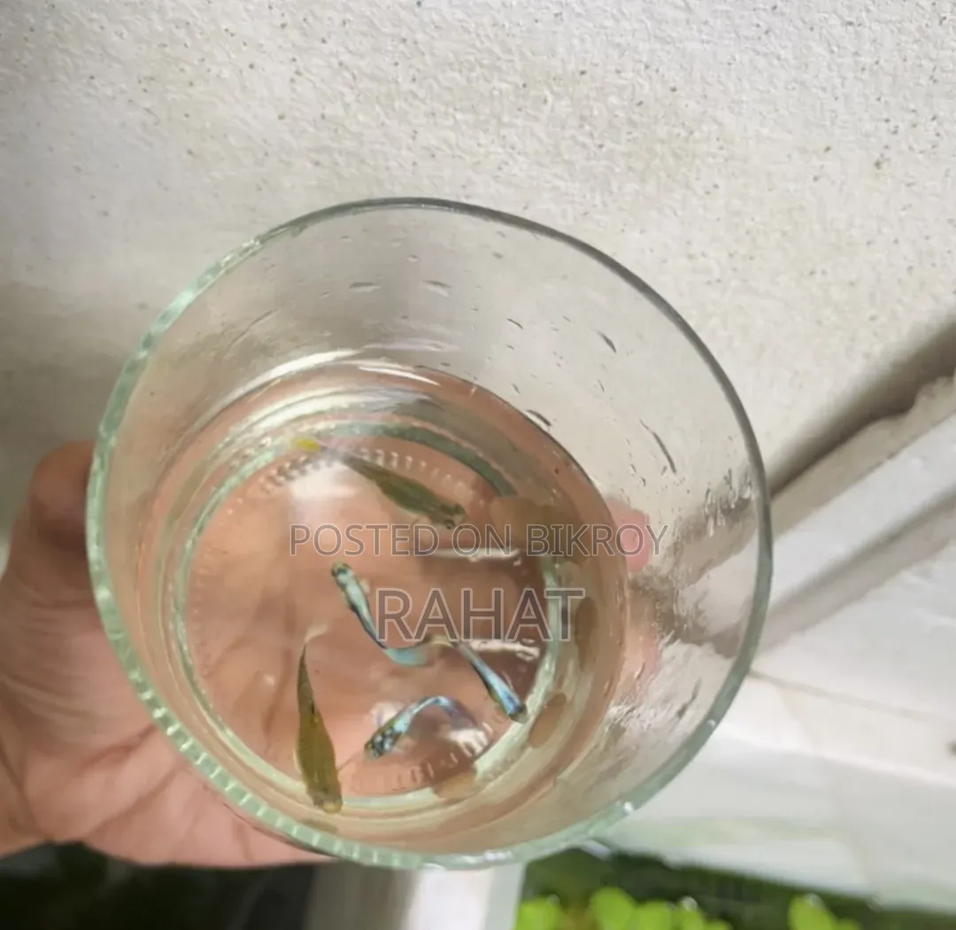 Guppy Fish
