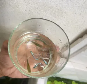 Guppy Fish