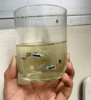 Guppy Fish