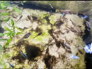Guppy Fish