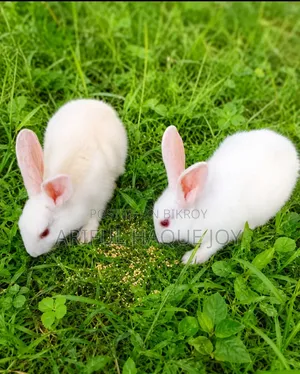 Beautiful Rabbit for Sale, Cuddly Pet Rabbits Available Now