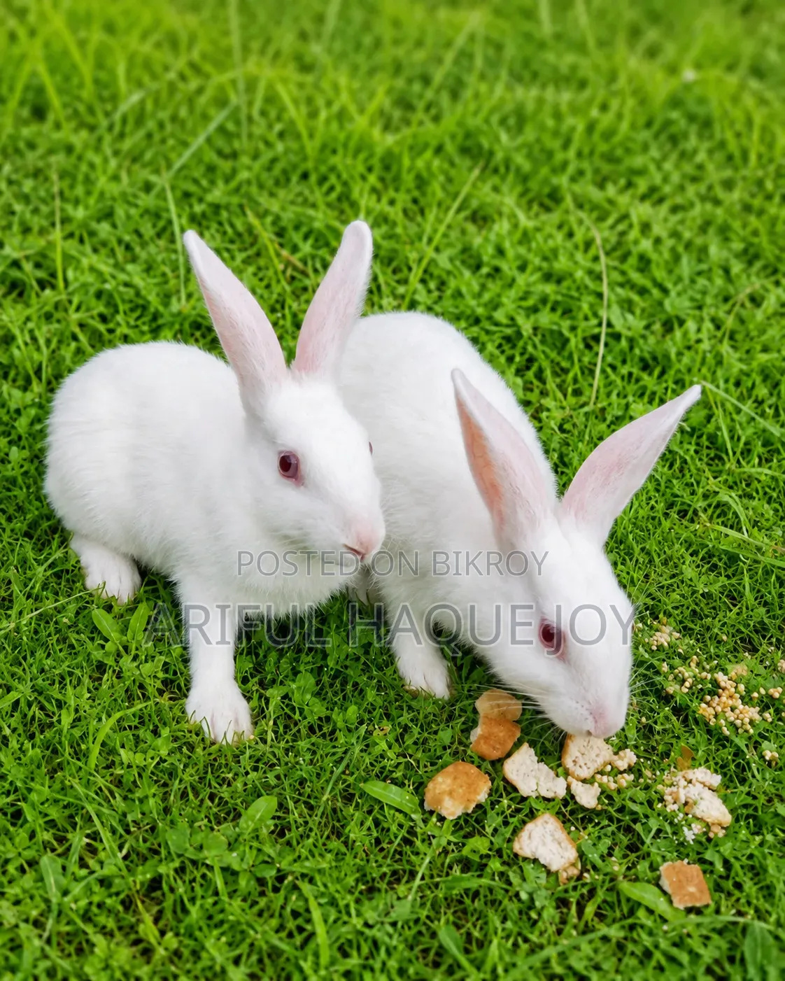 Beautiful Rabbit for Sale, Cuddly Pet Rabbits Available Now