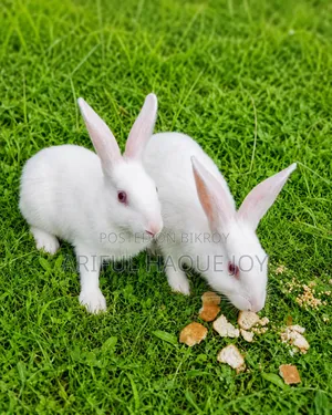Beautiful Rabbit for Sale, Cuddly Pet Rabbits Available Now