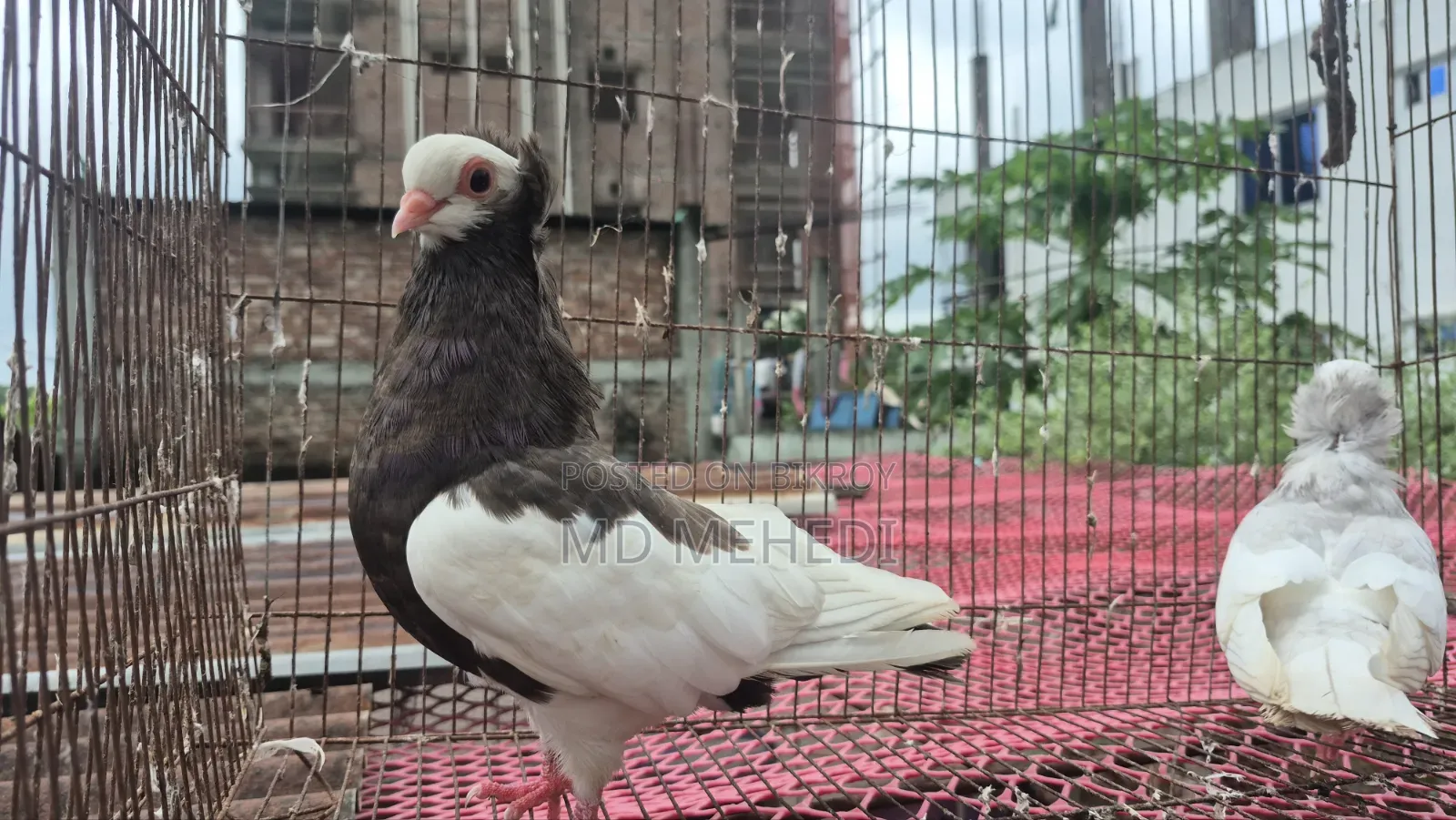 মাদি কবুতর