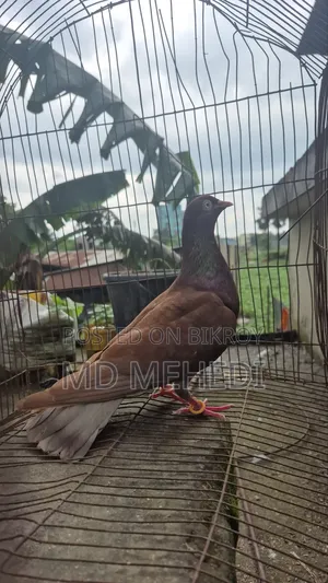 মাদি কবুতর