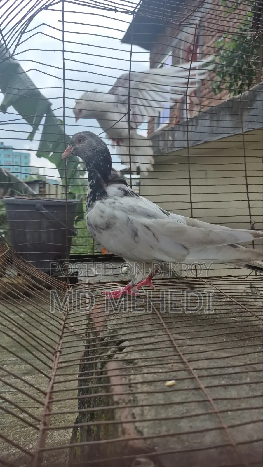 মাদি কবুতর