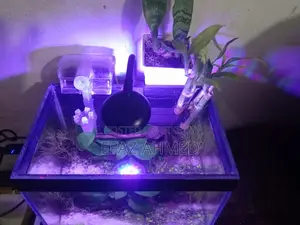 Mini Aquarium 6×9×11 Inch – Betta/Guppy/Shrimp Tank