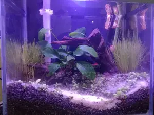Mini Aquarium 6×9×11 Inch – Betta/Guppy/Shrimp Tank