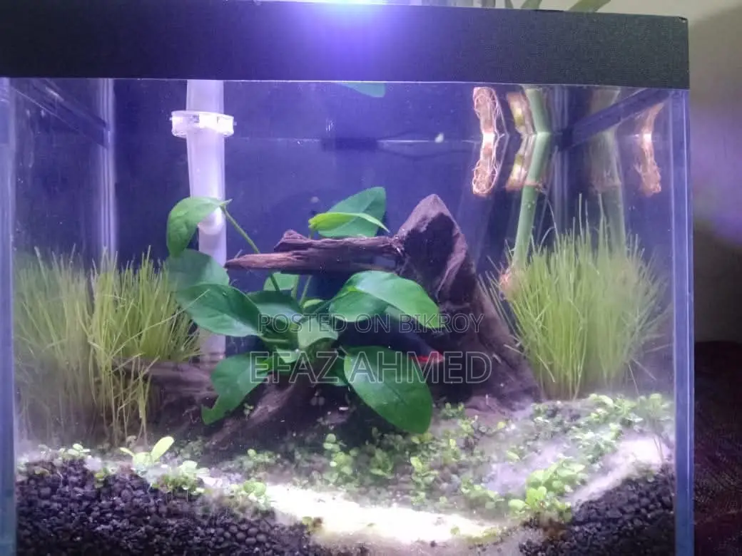Mini Aquarium 6×9×11 Inch – Betta/Guppy/Shrimp Tank
