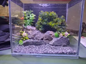 Mini Aquarium 6×9×11 Inch – Betta/Guppy/Shrimp Tank