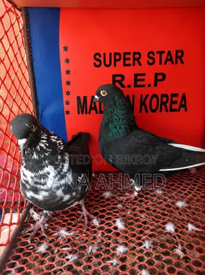Running Pair