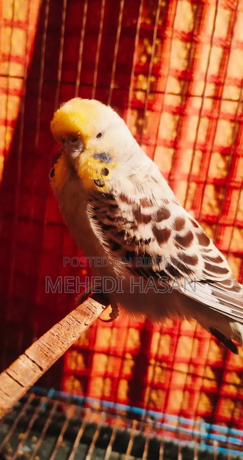 English Adult Pair