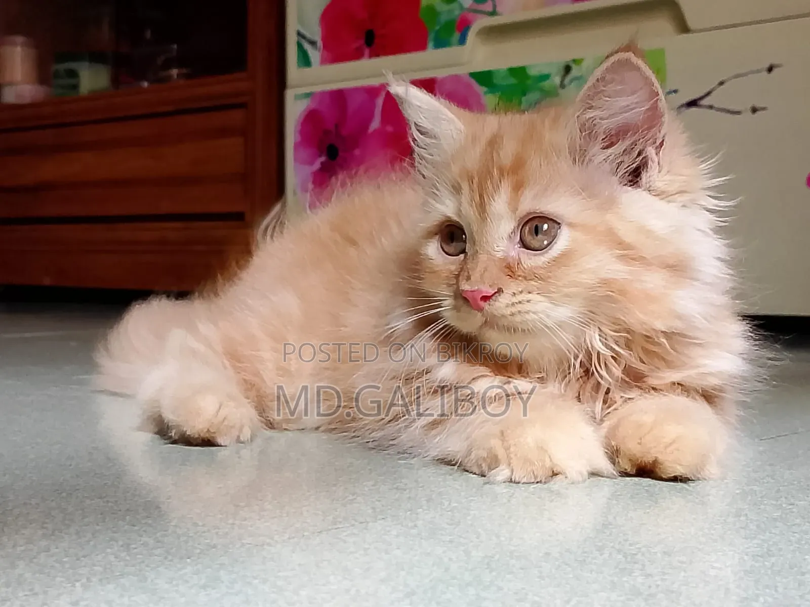 1-3 Months Female Purebred Persian