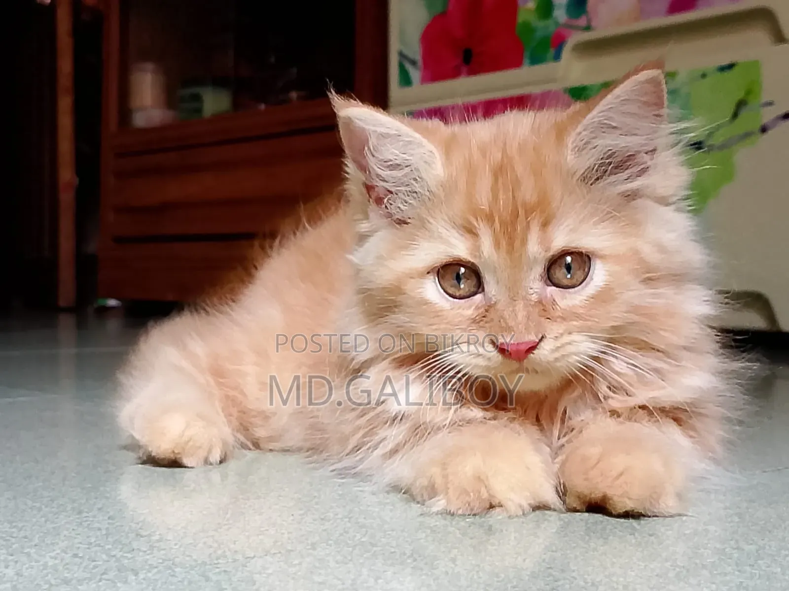 1-3 Months Female Purebred Persian