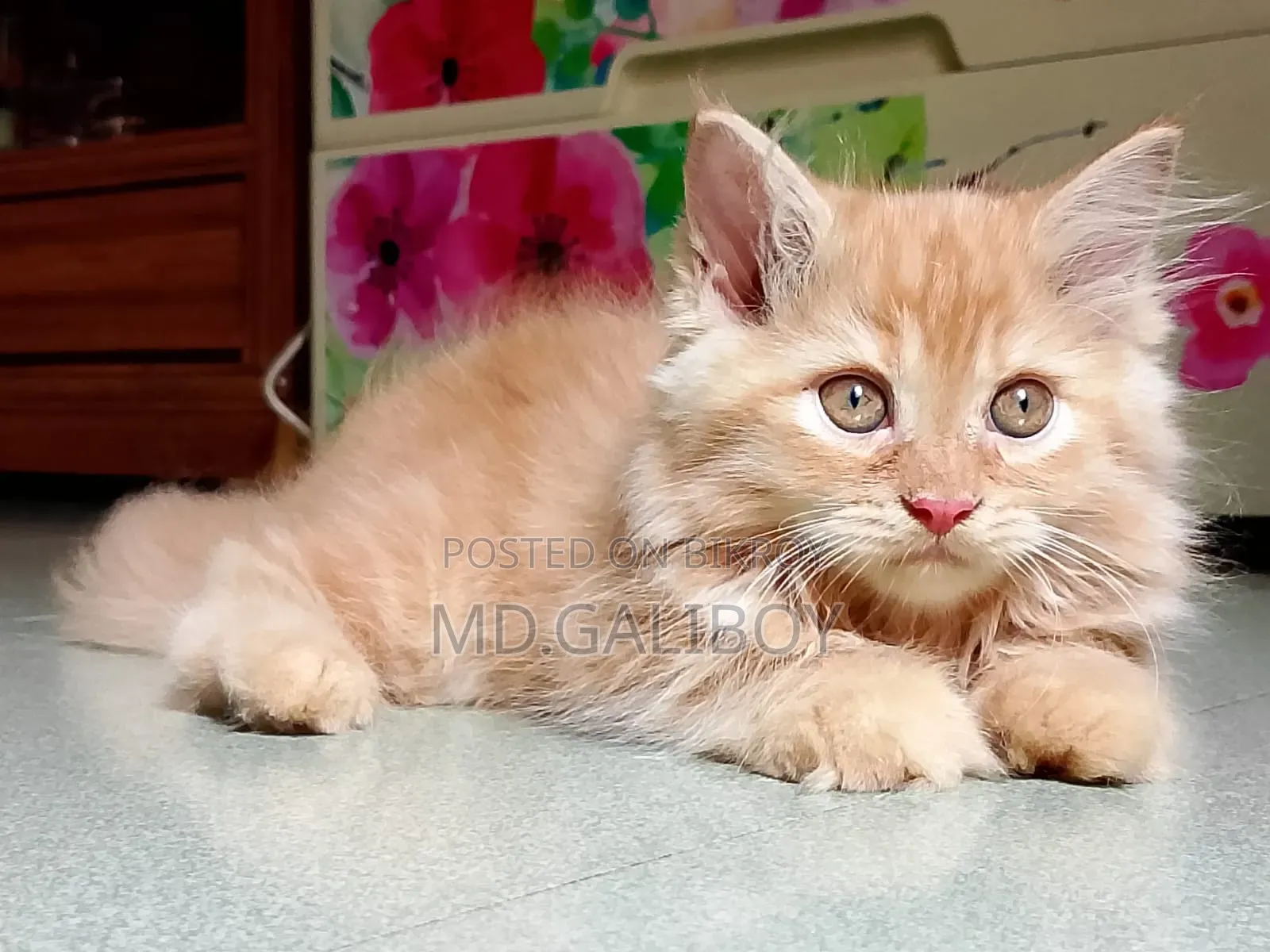 1-3 Months Female Purebred Persian