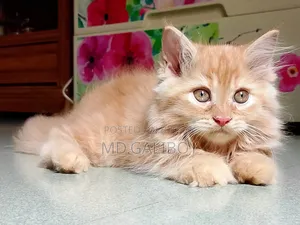 1-3 Months Female Purebred Persian