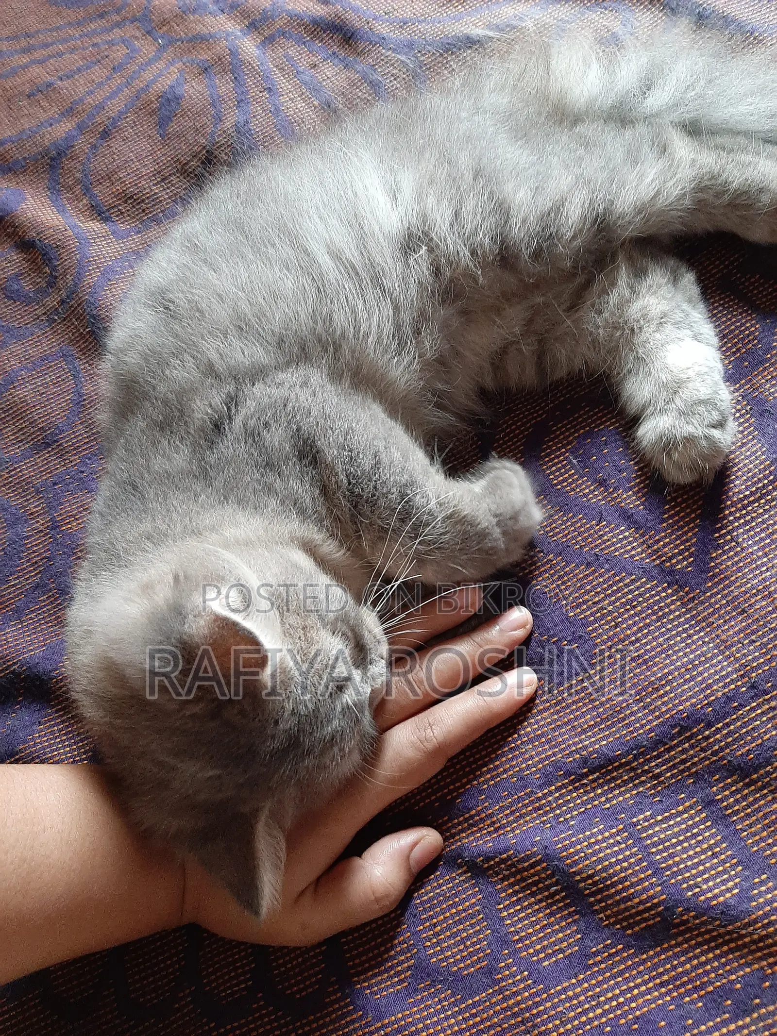 3-6 Months Male Purebred Persian