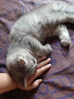 3-6 Months Male Purebred Persian
