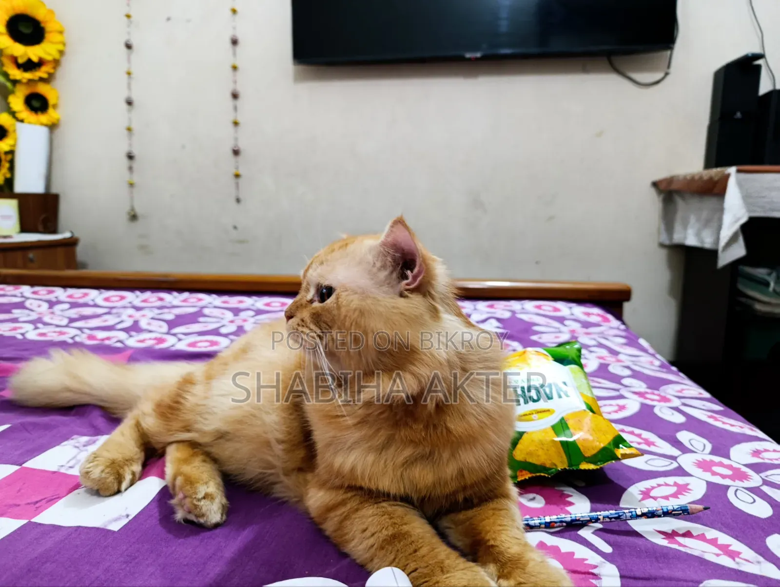 ১+ বছরের পুরুষ খাঁটি পার্সিয়ান বিড়াল