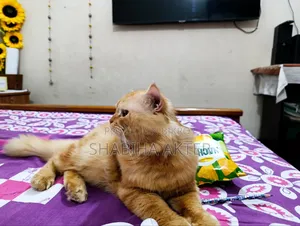 1+ Year Male Purebred Persian