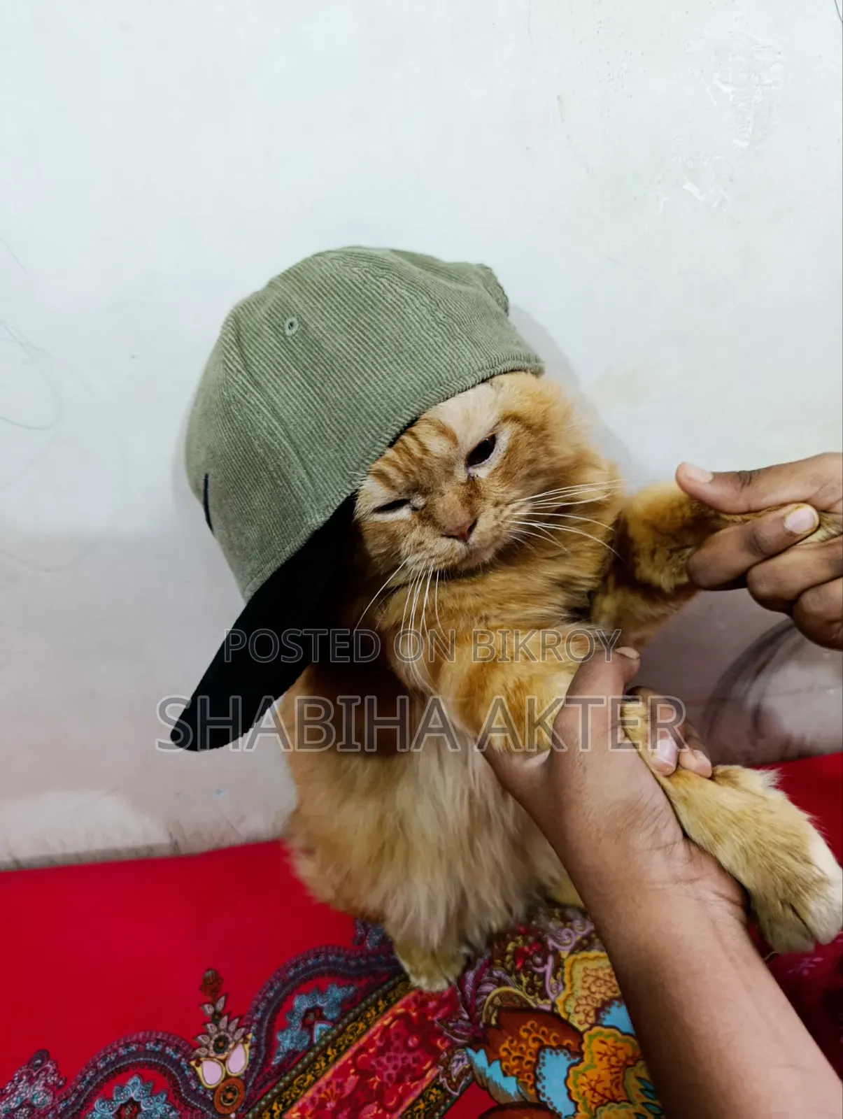 ১+ বছরের পুরুষ খাঁটি পার্সিয়ান বিড়াল