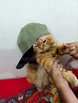 ১+ বছরের পুরুষ খাঁটি পার্সিয়ান বিড়াল