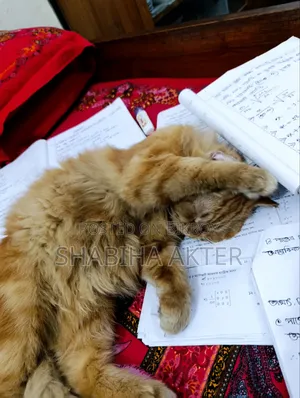 ১+ বছরের পুরুষ খাঁটি পার্সিয়ান বিড়াল