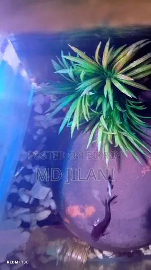 Best Quality Rare Betta Only 1000