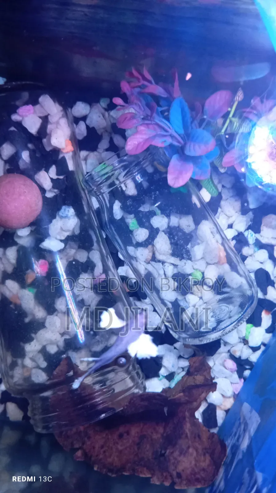 Best Quality Rare Betta Only 1000