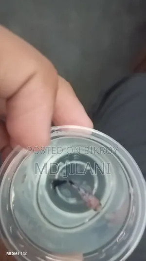 Best Quality Rare Betta Only 1000
