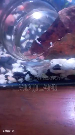 Best Quality Rare Betta Only 1000