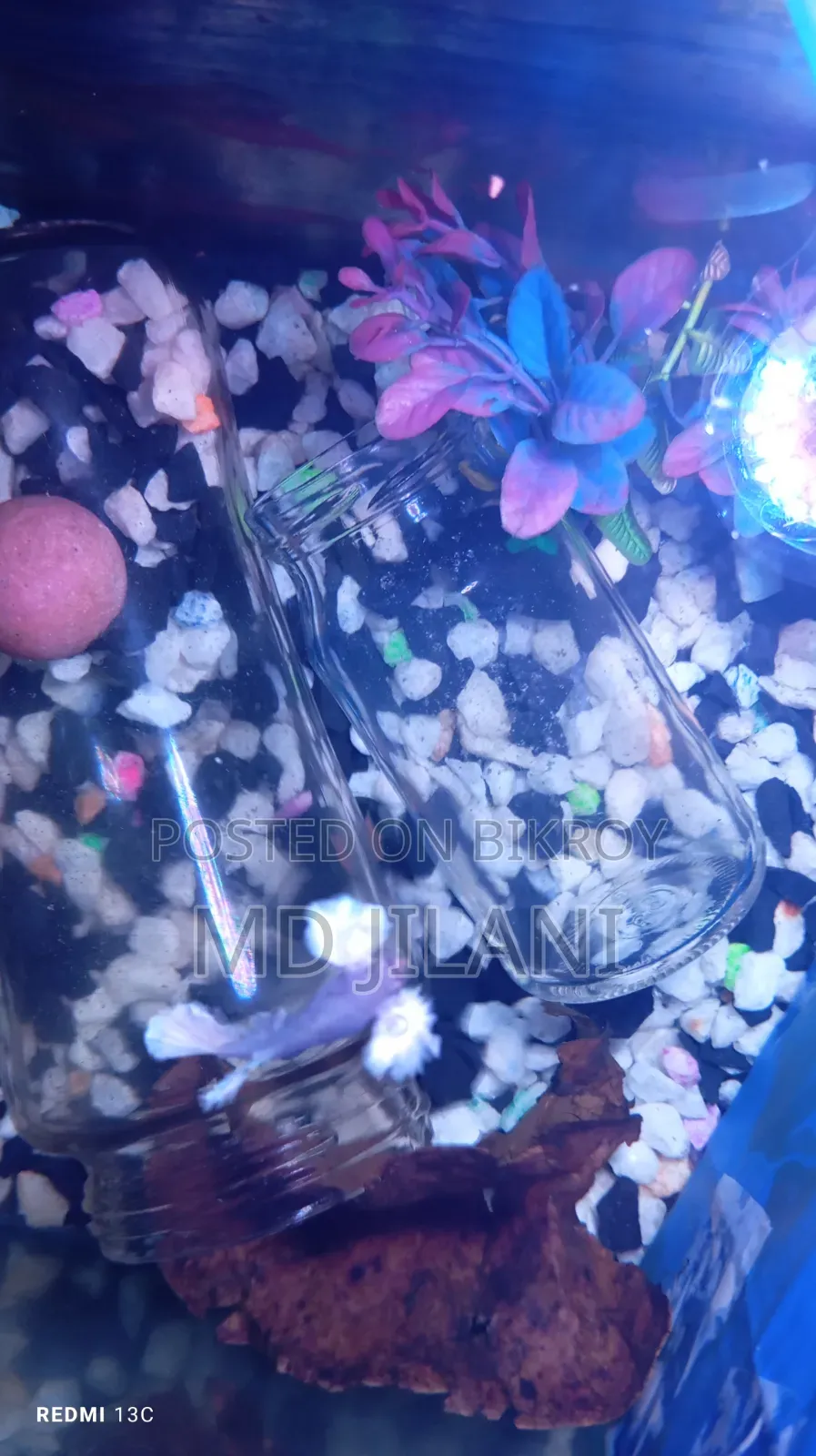 Best Quality Rare Betta Only 1000