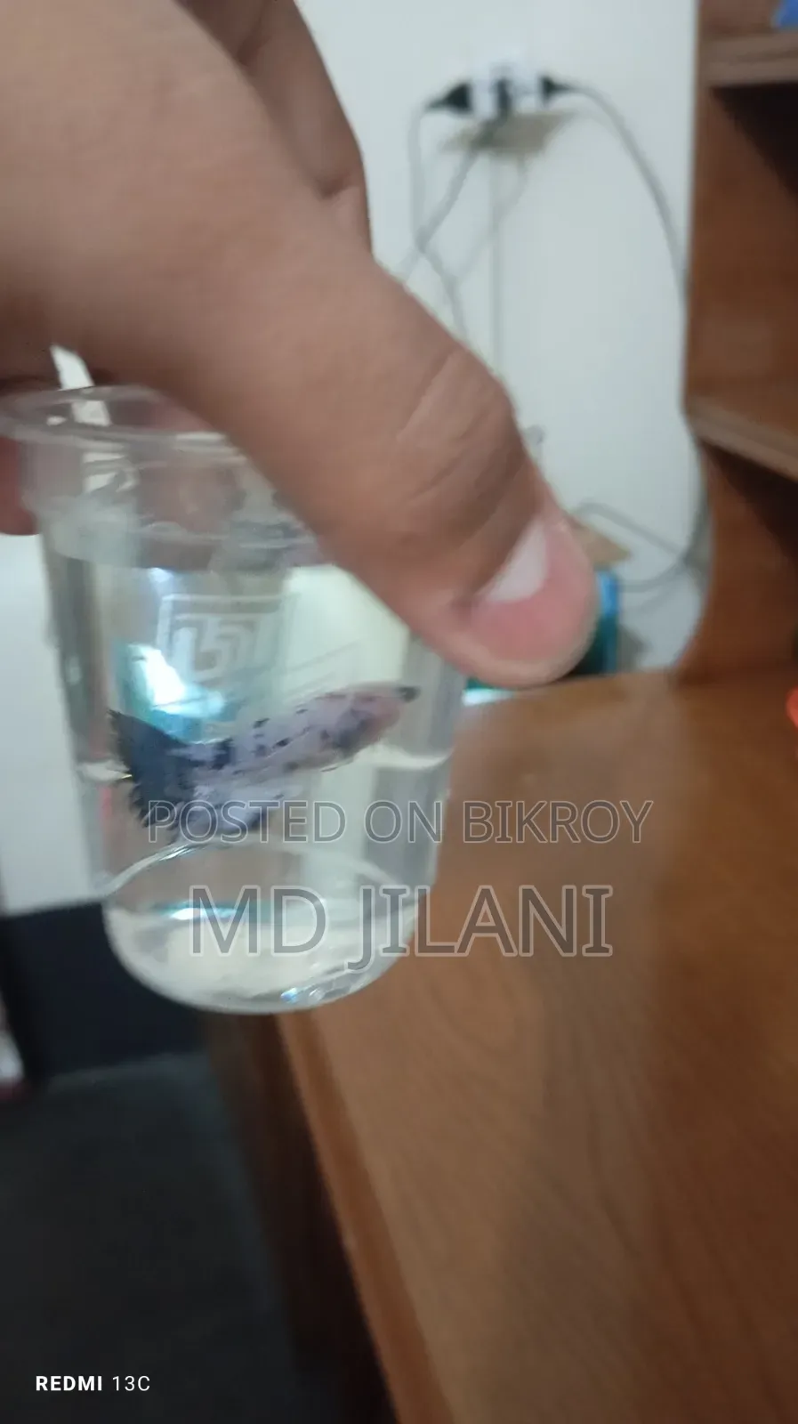 Best Quality Rare Betta Only 1000