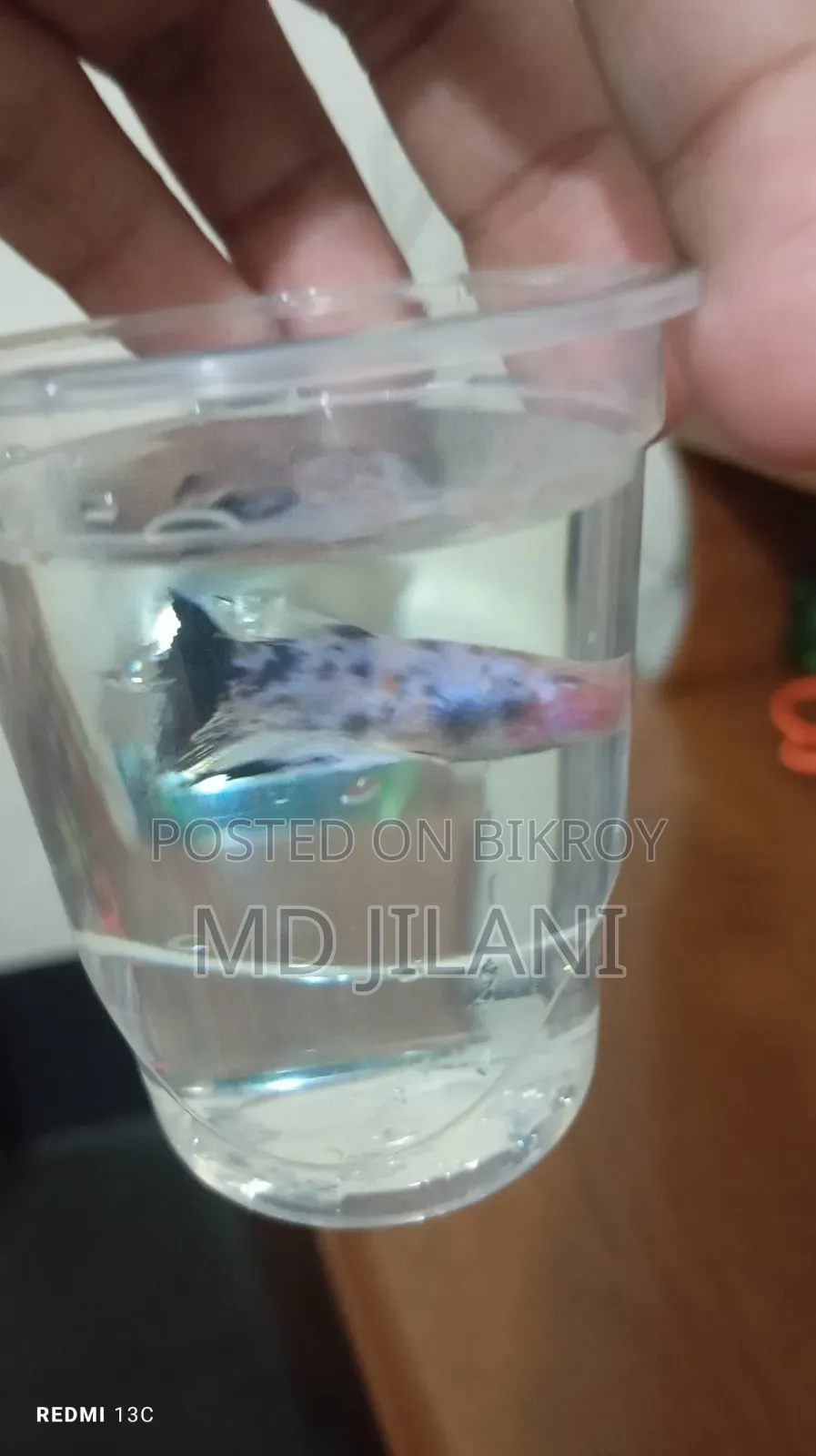 Best Quality Rare Betta Only 1000