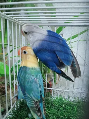Love Bird Pair