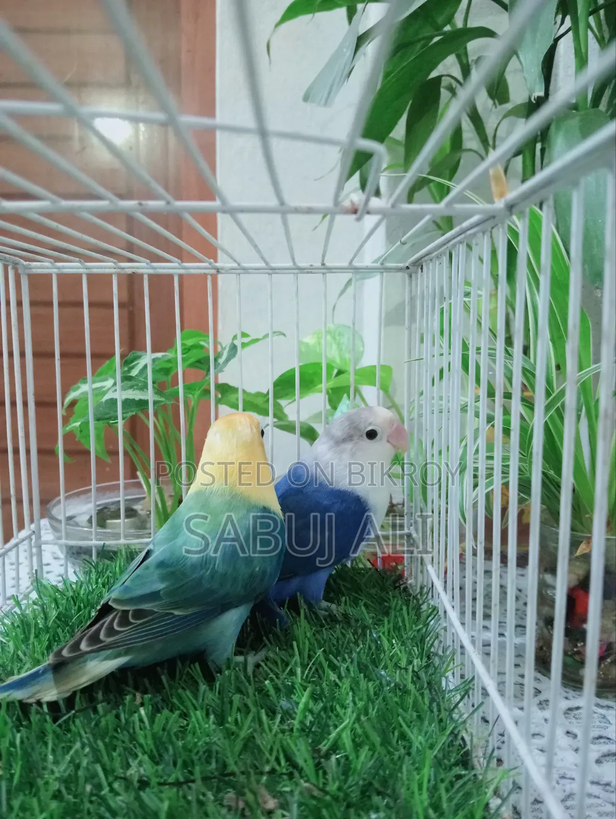 Love Bird Pair