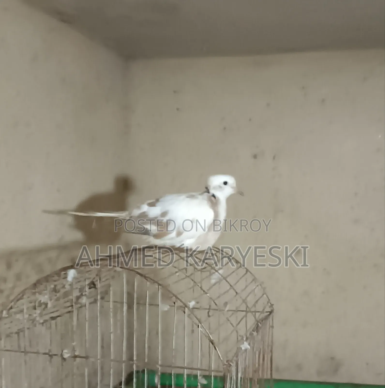 পাইড চুইটাল নর ঘুঘু বিক্রি হবে