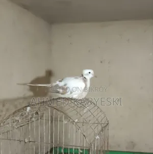 পাইড চুইটাল নর ঘুঘু বিক্রি হবে