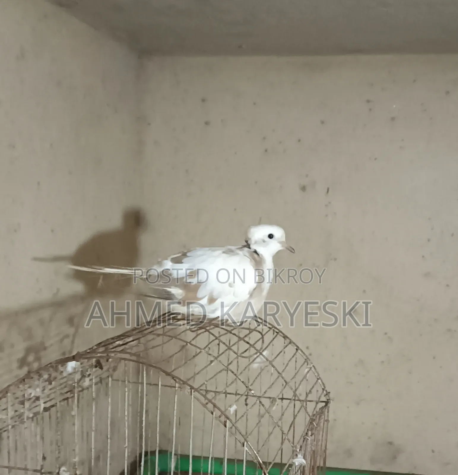 পাইড চুইটাল নর ঘুঘু বিক্রি হবে