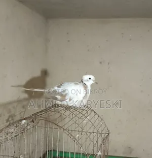 পাইড চুইটাল নর ঘুঘু বিক্রি হবে