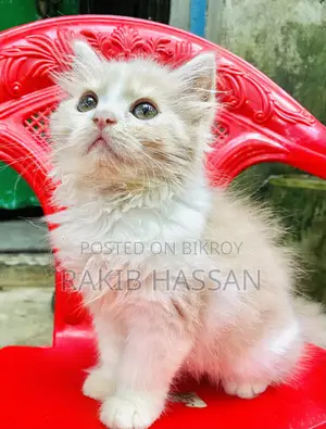 1-3 Months Female Purebred Persian