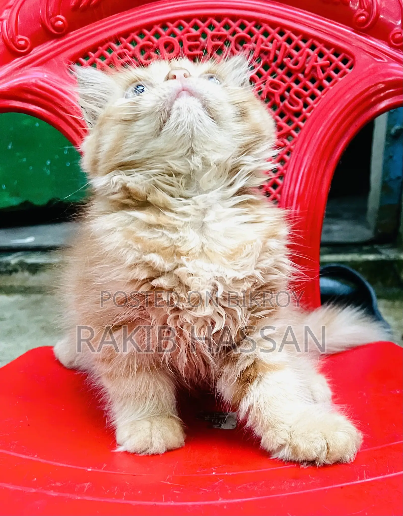 1-3 Months Female Purebred Persian