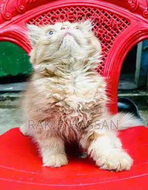 1-3 Months Female Purebred Persian