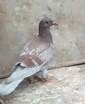 ভালো জাতের মিলি এবং রেড চেকার রেছার কবুতরের সুন্দর এক জোড়া বাচ্চা