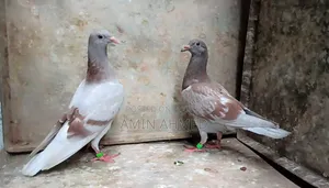 ভালো জাতের মিলি এবং রেড চেকার রেছার কবুতরের সুন্দর এক জোড়া বাচ্চা