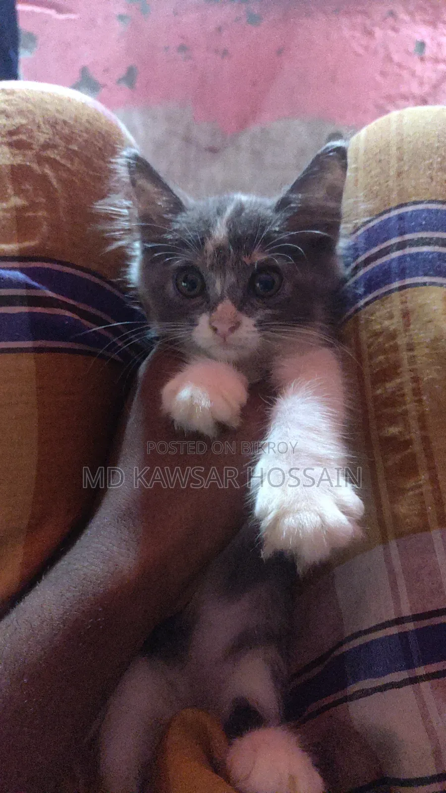 0-1 Month Female Purebred Persian