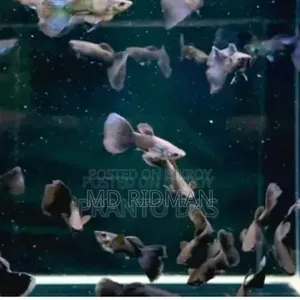 Variant Collection of Beautiful Fish