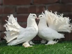 Lakkha Pigeon
