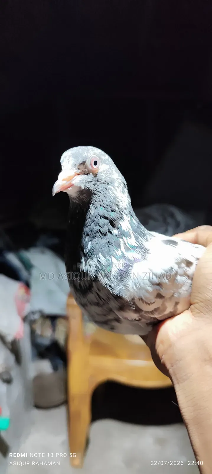 গোল্ডেন মাদী