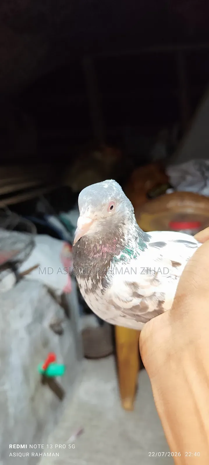 গোল্ডেন মাদী